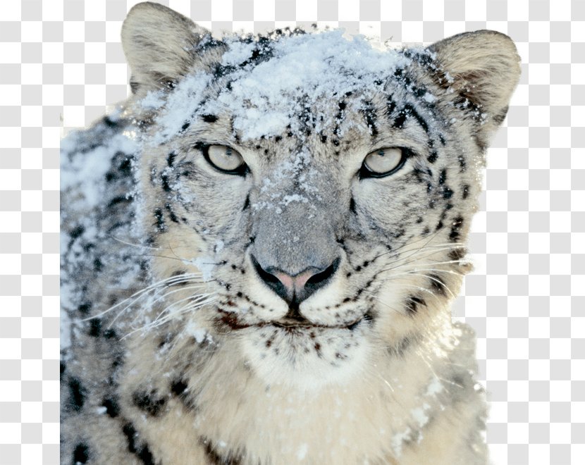 Mac OS X Snow Leopard - Big Cats Transparent PNG