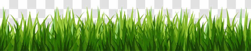 Lawn Desktop Wallpaper Clip Art - Grass Family Transparent PNG