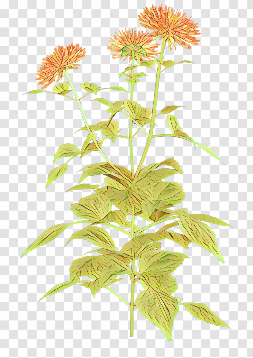 Flower Plant Plant Stem Herbaceous Plant Perennial Plant Transparent PNG