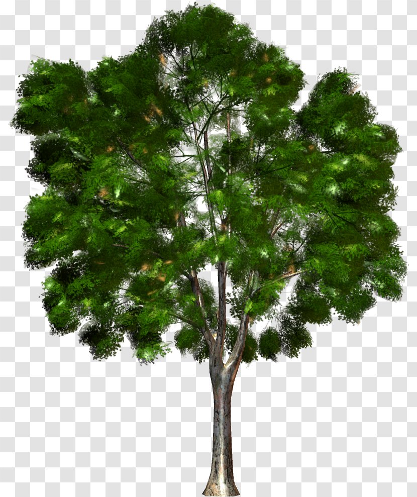Tree Forest Kinoteatr Art Clip - Plant Transparent PNG