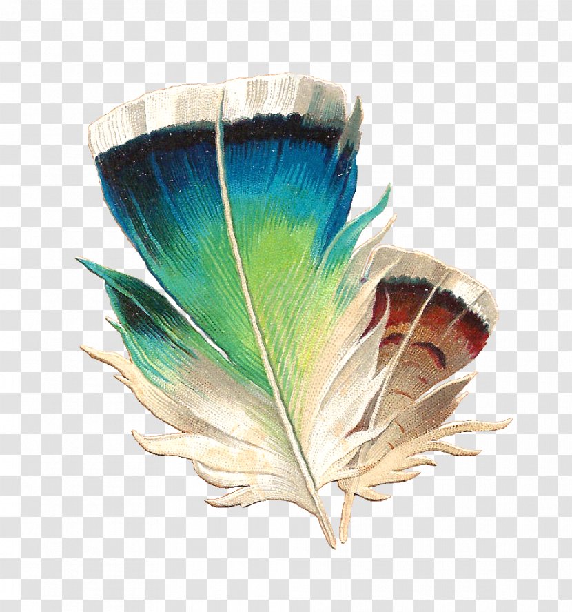 Lovebird Feather Clip Art - Watercolor Painting - Macaw Transparent PNG