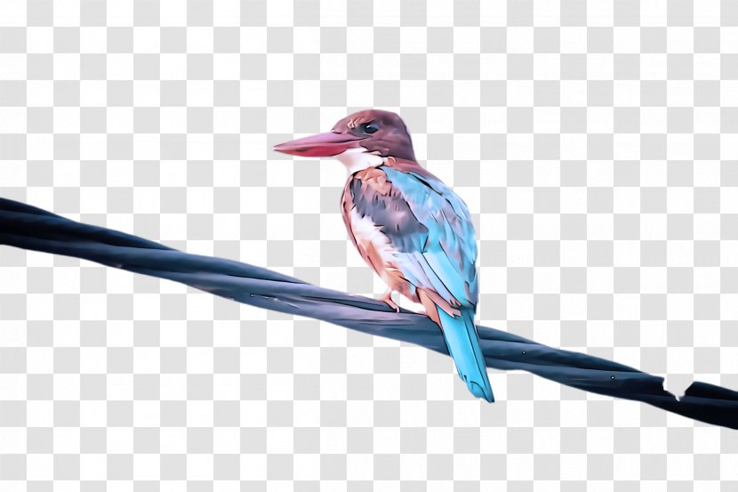 Hummingbird - Bird - Coraciiformes Transparent PNG