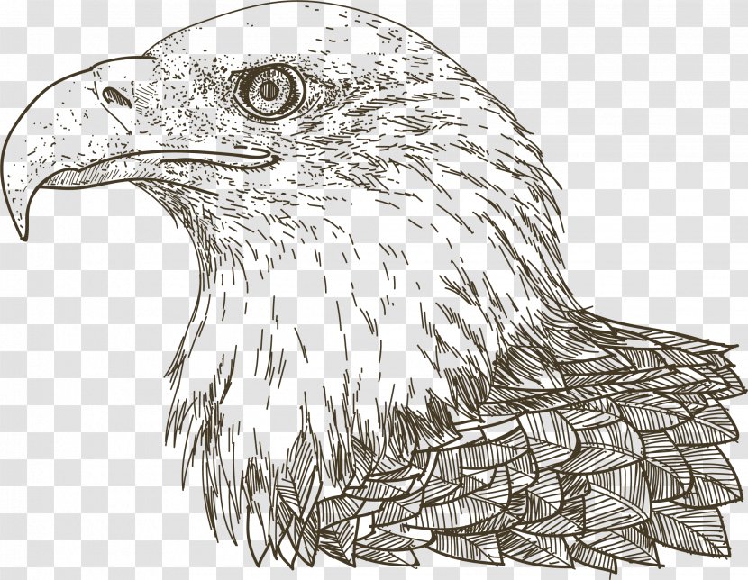 Euclidean Vector Drawing Eagle - Bald - Hand Painted Head Portrait Transparent PNG