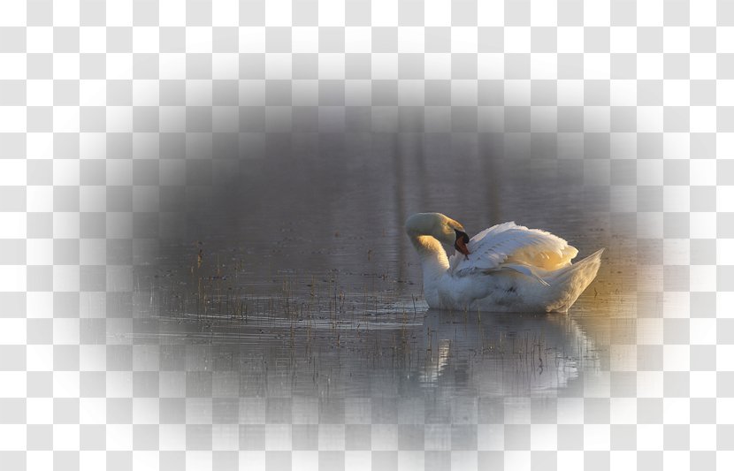 Beak Goose Cygnini Duck Bird - Water Transparent PNG