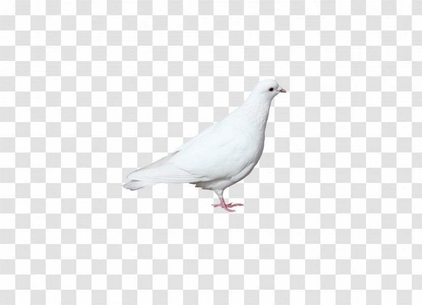 Domestic Pigeon Columbidae Kocaeli Province White Advertising Transparent PNG