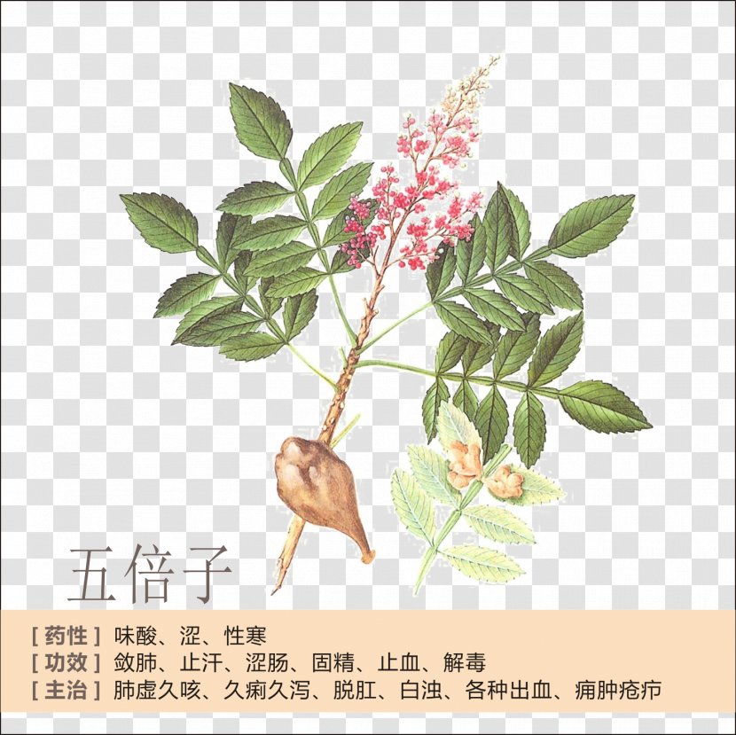 Tea China Rhus Chinensis Gallic Acid - Profile Transparent PNG