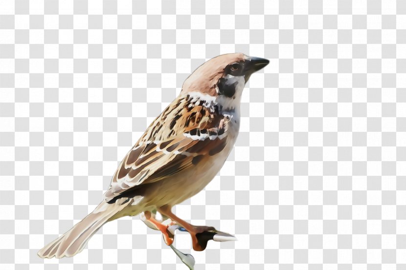 Bird Sparrow House Beak Finch - Songbird - Emberizidae Perching Transparent PNG