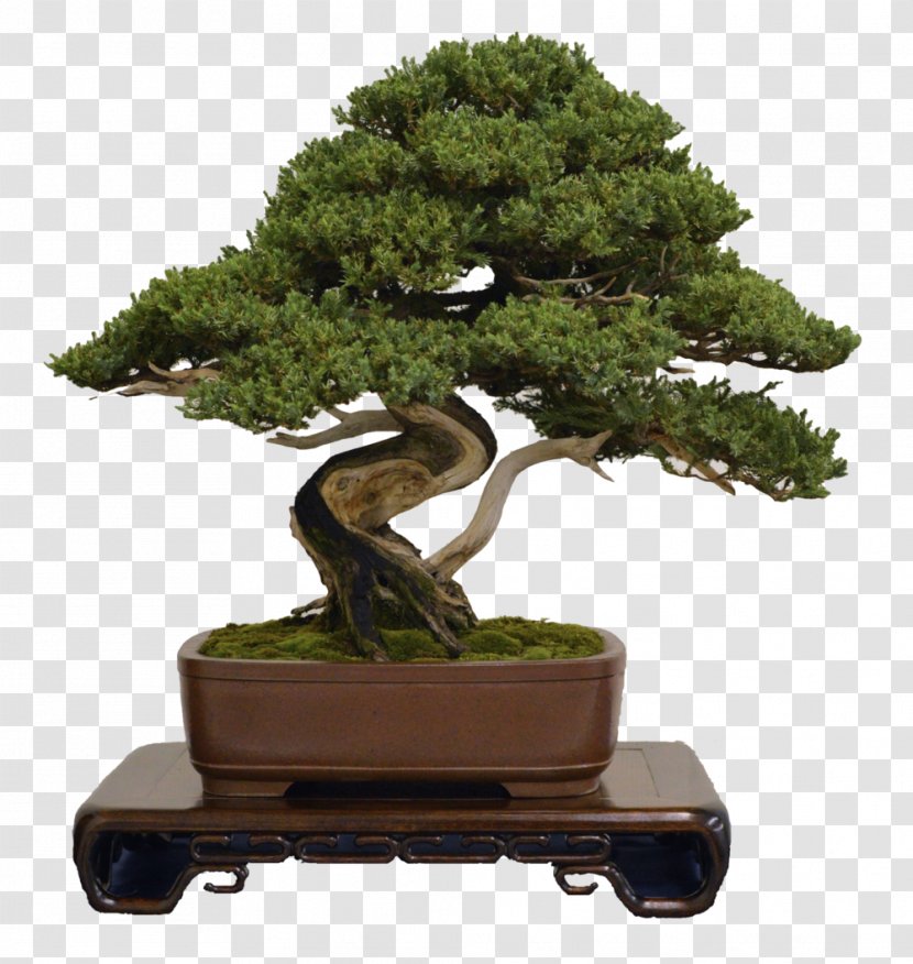 National Bonsai Foundation Houseplant Wire Tree Transparent PNG