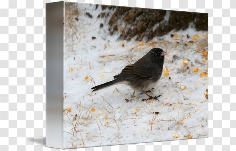 Finch Wren Dark-eyed Junco Fauna Beak - Bird Transparent PNG