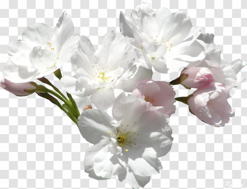 Flower White Color Violet Lilac - Roses Transparent PNG