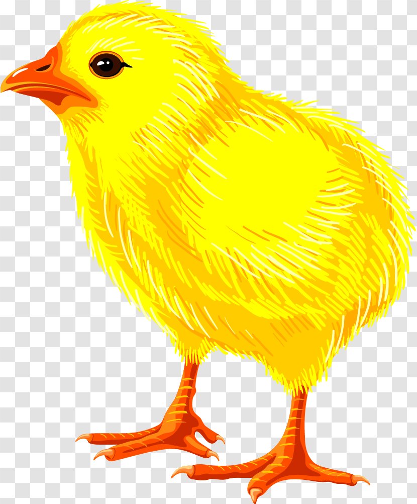 Chicken Drawing Royalty-free - Organism - Chick Transparent PNG