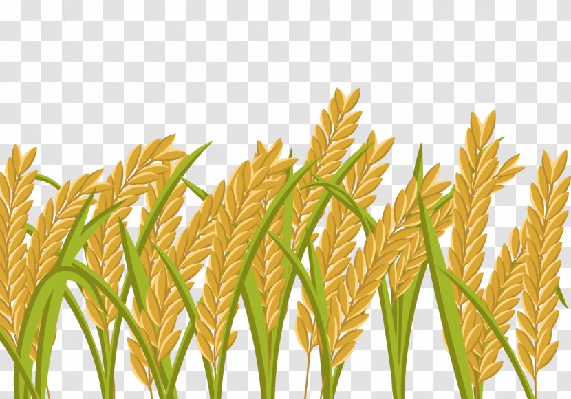 Rice Crop Wheat Paddy Field - Grass Family - Cartoon Transparent PNG