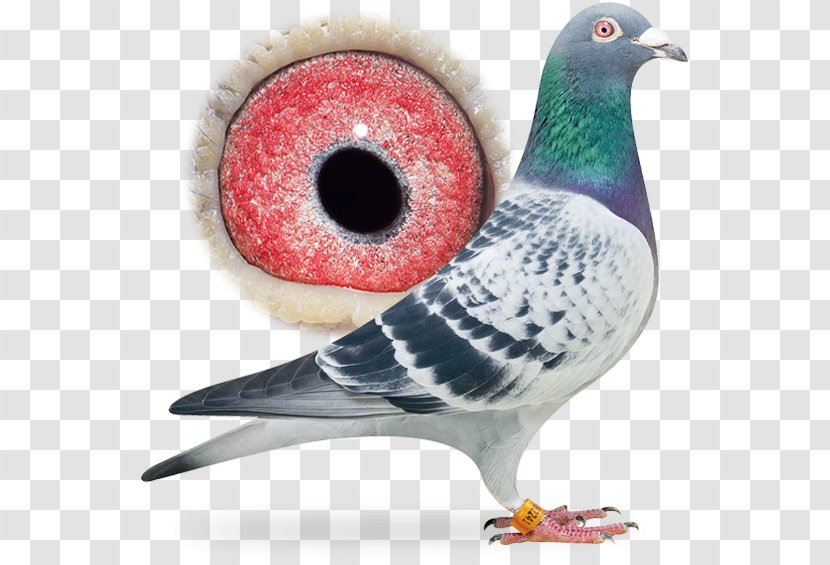 Columbidae Pigeon Racing Maita Station Bird Sangers Pigeons BV - Dangling Ring Transparent PNG