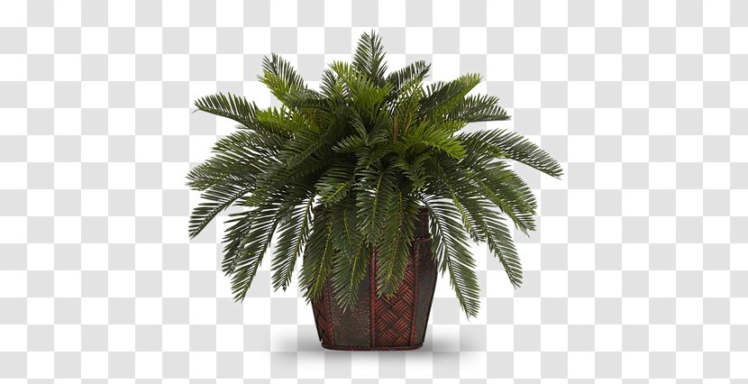 Flowerpot Houseplant Areca Palm Albizia Julibrissin - Nephrolepis Exaltata - Plant Transparent PNG