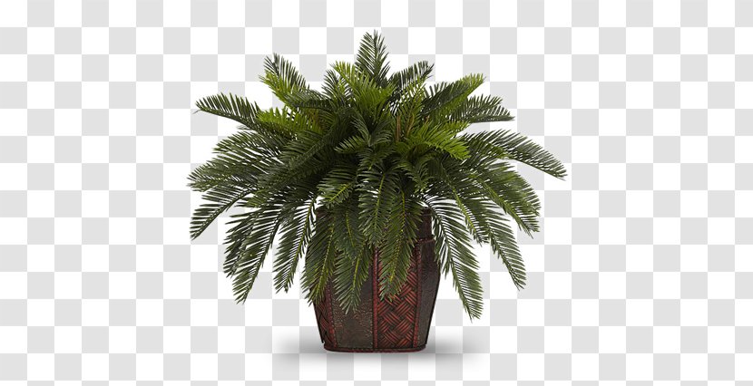 Flowerpot Houseplant Areca Palm Albizia Julibrissin Nephrolepis Exaltata Plant Transparent Png