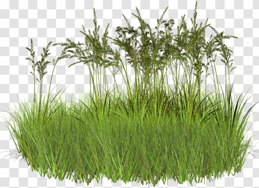 Clip Art - Wheatgrass - 2d Grass Transparent PNG