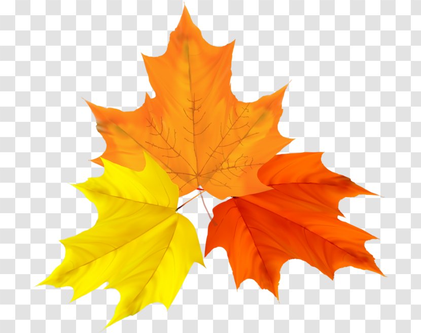Autumn Leaf Color Clip Art Vector Graphics - Maple Transparent PNG