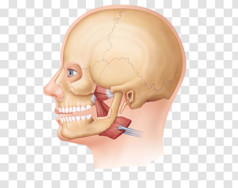 Lateral Pterygoid Muscle Medial Skeletal Biceps - Silhouette - Frame Transparent PNG