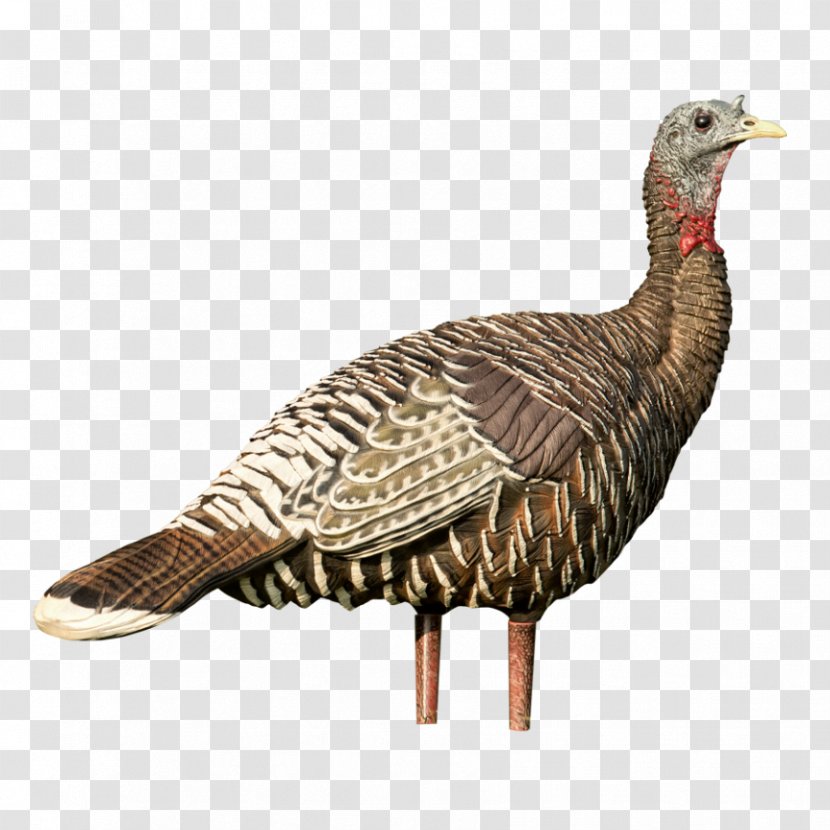 Domesticated Turkey Decoy Hunting Domestication MidwayUSA - Ifwe - Feather Transparent PNG