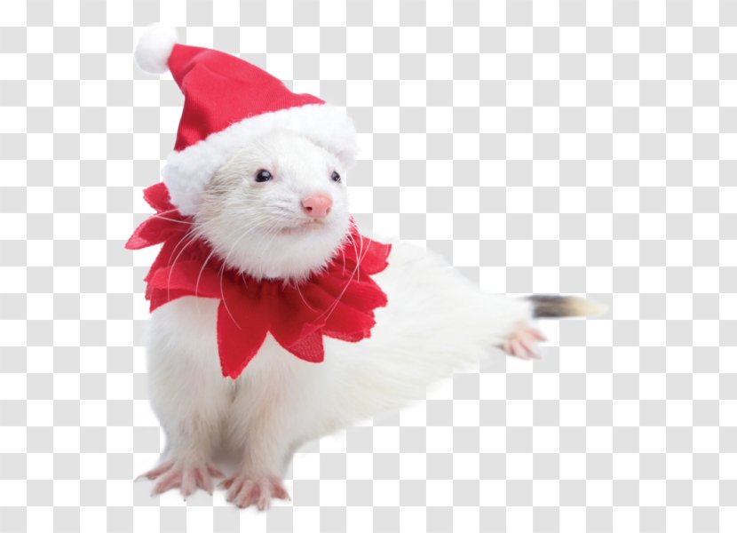 Ferret Rodent Santa Suit Costume Petco Transparent PNG