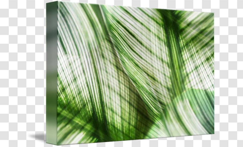 Printing Canvas Print Poster Printmaking Photography - Picture Frames - Green Abstract Transparent PNG
