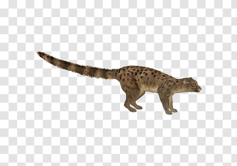 Viverridae Velociraptor Tyrannosaurus Reptile Dinosaur - Chameleon Transparent PNG