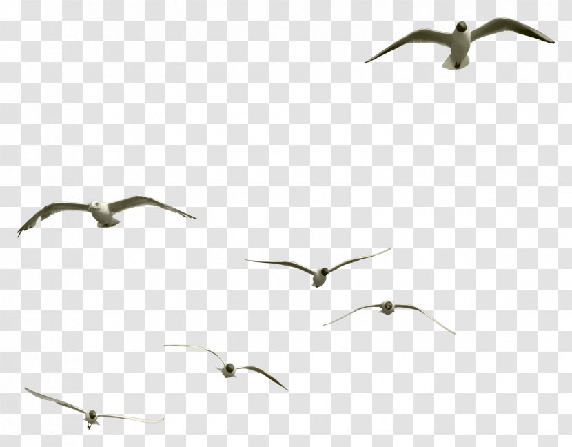 Bird Gulls Clip Art - Birds Transparent PNG