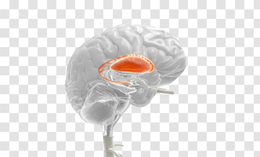 Brain Neurology - Tree Transparent PNG