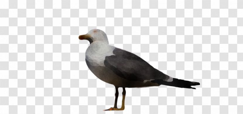 Gull Birds European Herring Gull Great Black-backed Gull Beak Transparent PNG