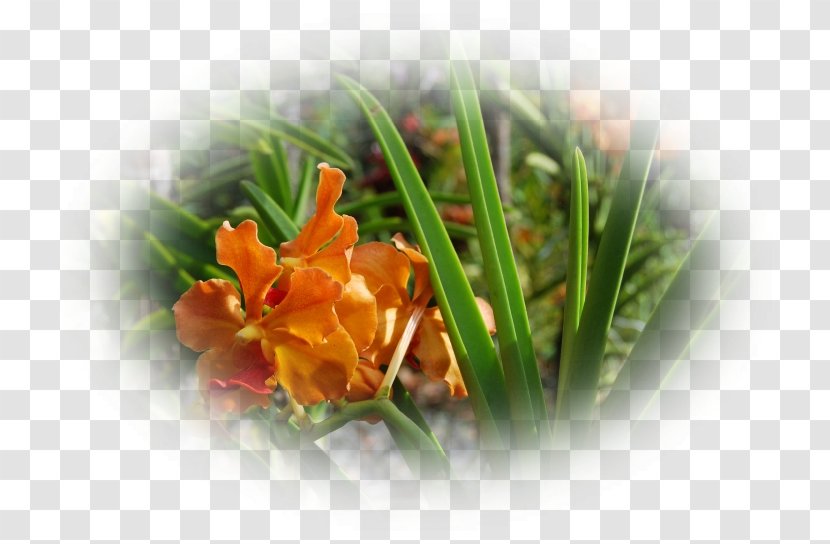Desktop Wallpaper Flower Computer - Grass Transparent PNG