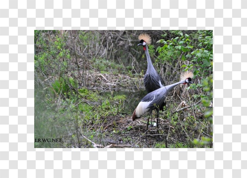 Ecosystem Fauna Stork Beak - Bird - Crowned Crane Transparent PNG
