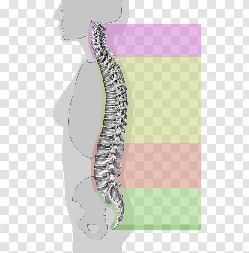 Vertebral Column Anatomy Cervical Vertebrae Spinal Cord - Tree - Book Spine Transparent PNG