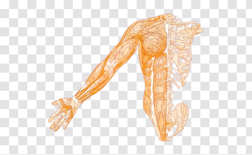 Muscle Human Skeleton Anatomy Muscular System - Watercolor Transparent PNG