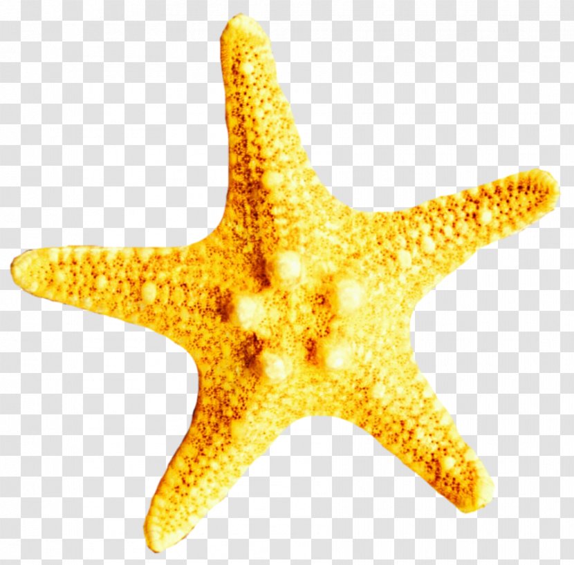Starfish Clip Art Yellow Echinoderm Stock Photography - Quantity - Nets Story Transparent PNG