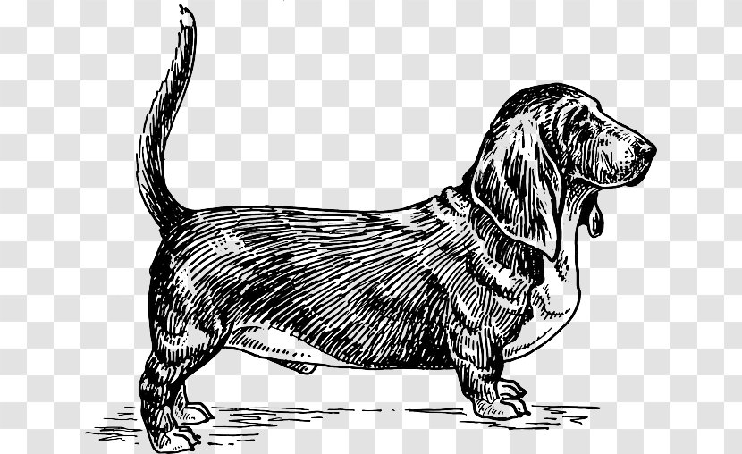 Basset Hound Beagle Alpine Dachsbracke English Setter Borzoi - Black And White - Dog Like Mammal Transparent PNG