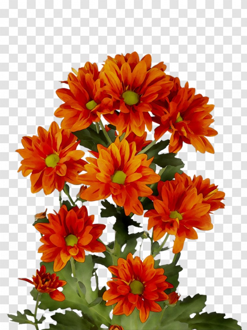 Chrysanthemum Transvaal Daisy Floral Design Cut Flowers Dahlia - Calendula Transparent PNG