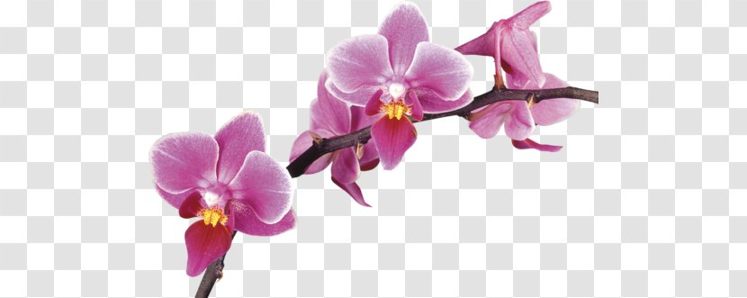 Stock Photography Royalty-free Clip Art - Phalaenopsis Equestris - Purple Transparent PNG