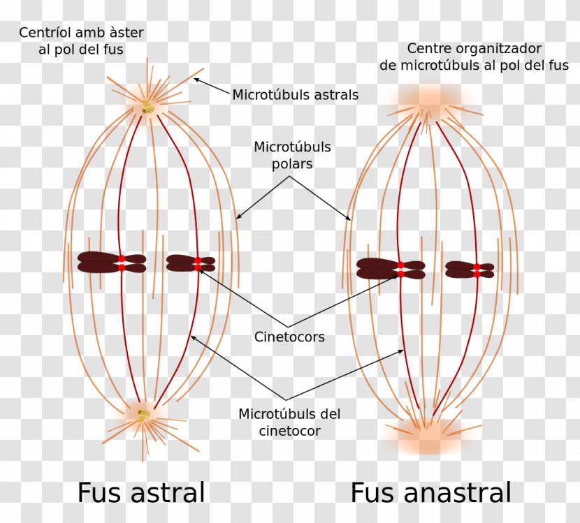 Spindle Apparatus Mitosis Microtubule Kinetochore - Silhouette - Fusée Transparent PNG