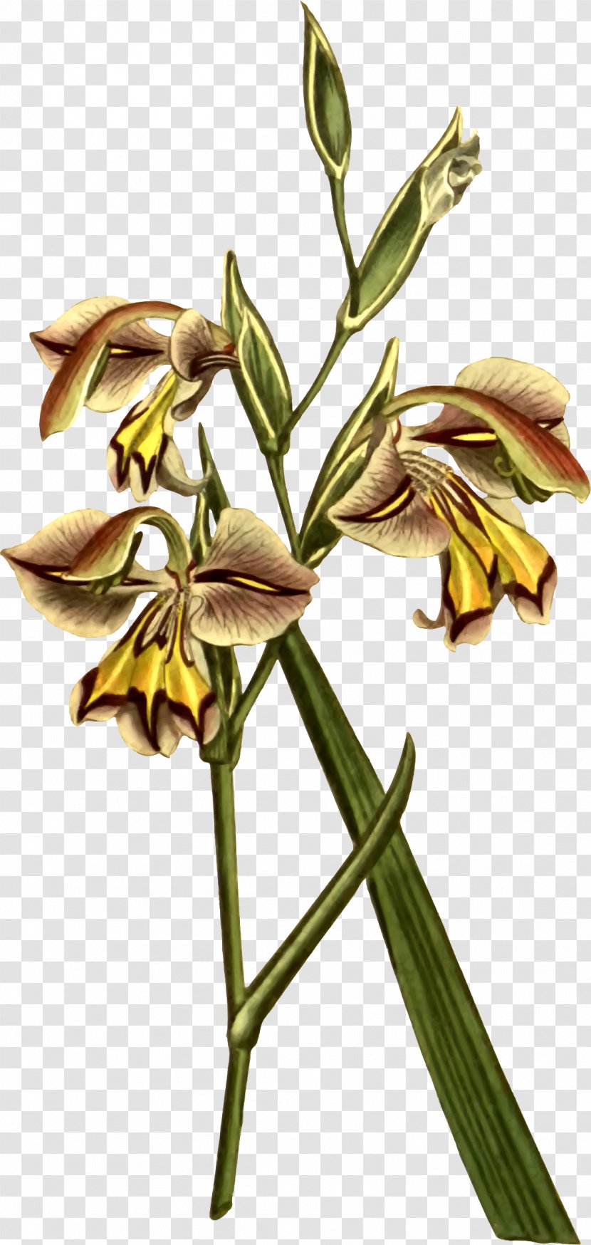 Flowering Plant Stem - Flower - Corn Leaves Transparent PNG