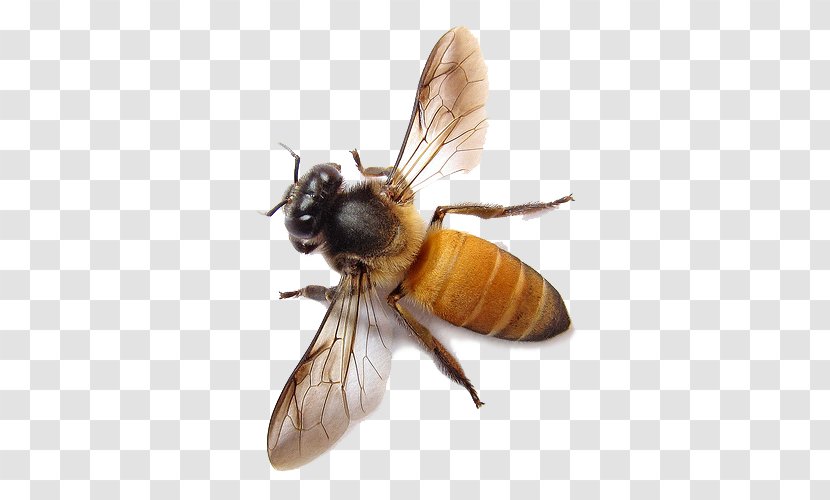 Western Honey Bee Apis Dorsata Beehive - Insect - Image Transparent PNG