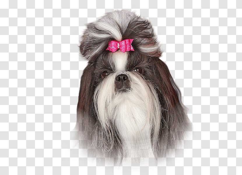 Shih Tzu Havanese Dog Little Lion Lhasa Apso Chinese Imperial - Oil Pet Transparent PNG