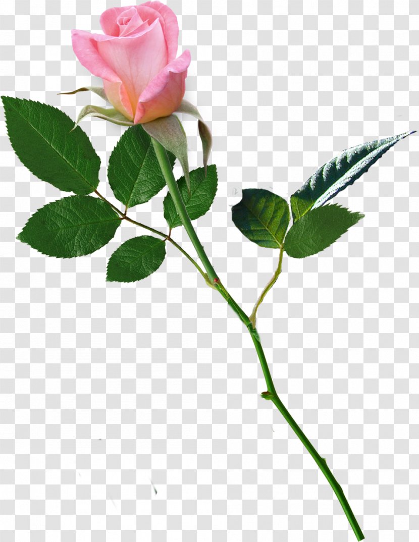 Garden Roses Centifolia Flower Love Transparent PNG