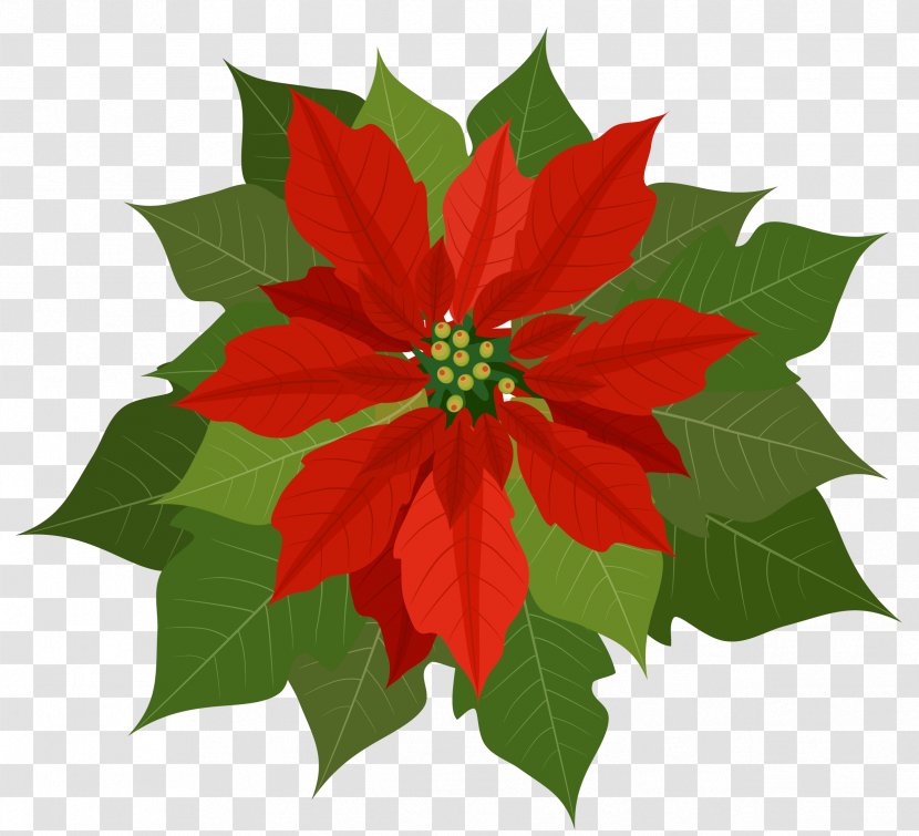 Poinsettia Clip Art - Christmas Decoration - Clipart Transparent PNG