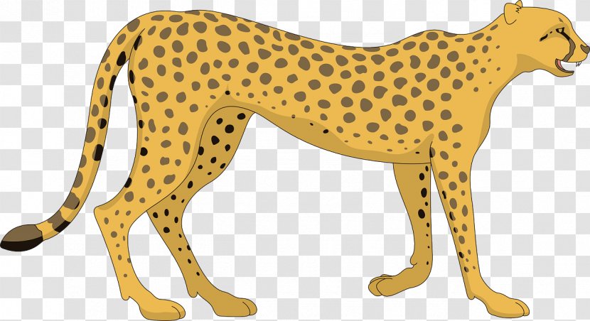 Cheetah Royalty-free Clip Art - Carnivoran Transparent PNG