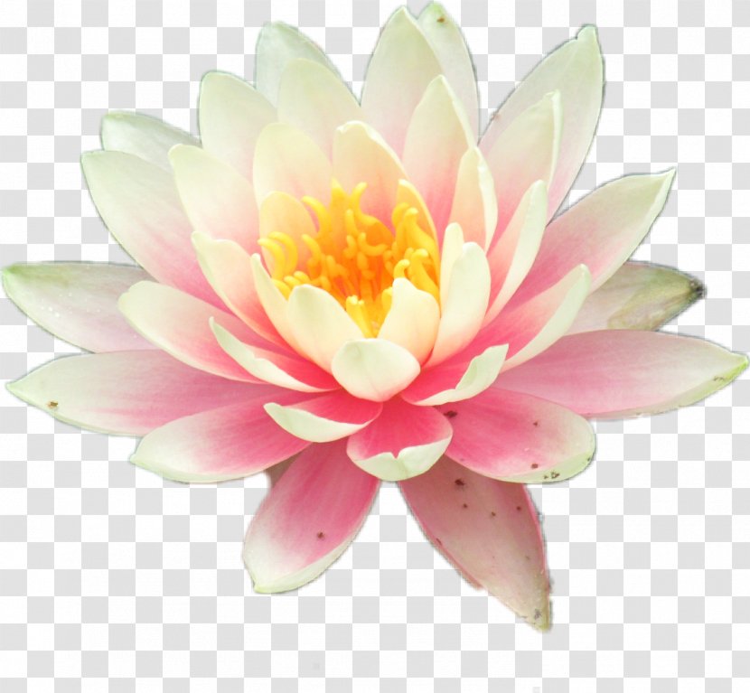 Nymphaea Nelumbo Clip Art Flower Pond - Lily Water Transparent PNG