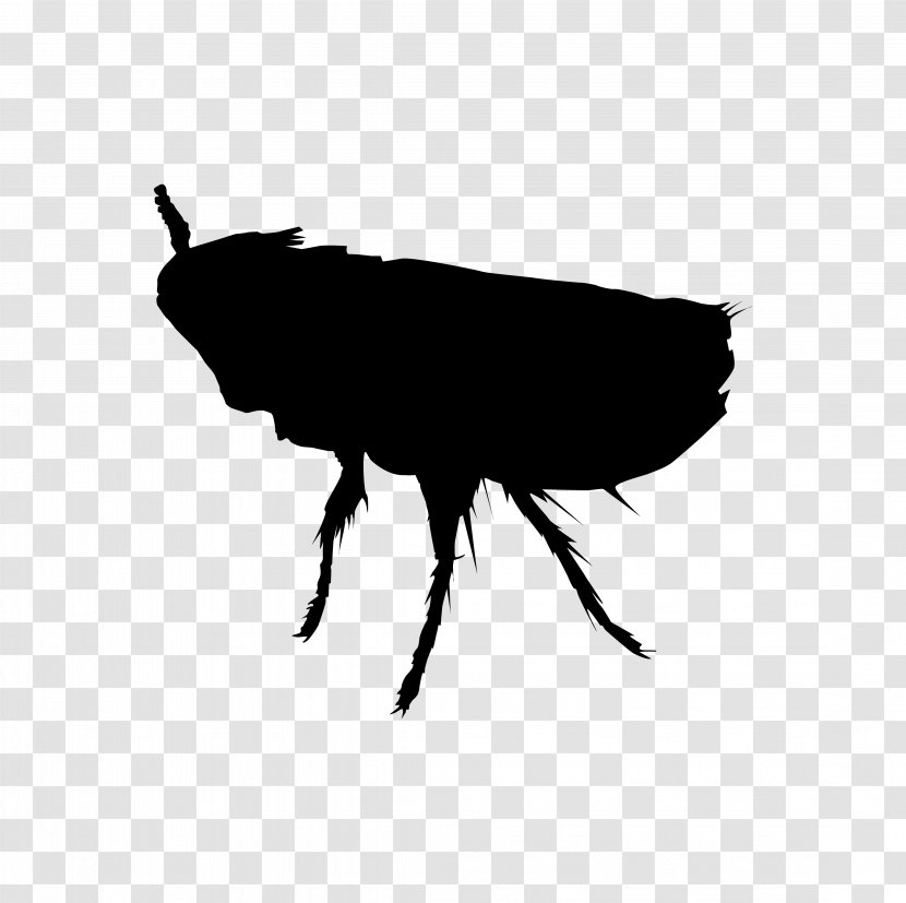 Perth Insect Rat Cockroach Pest - Invertebrate - Flea Transparent PNG