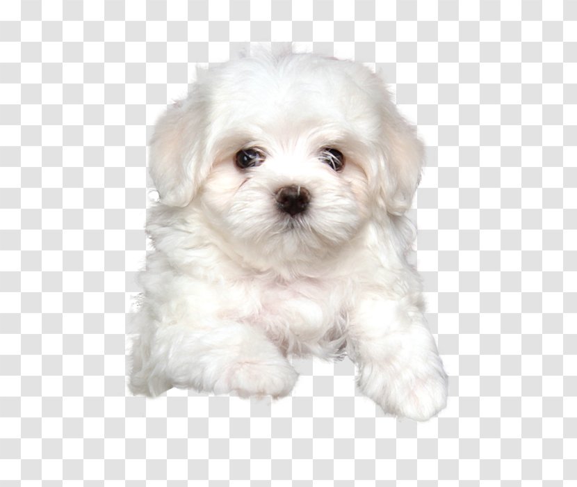 Maltese Dog Havanese Bolognese Little Lion Coton De Tulear - Puppy Transparent PNG