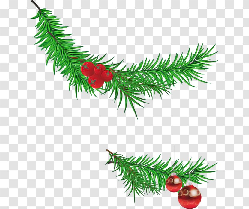 Christmas Tree - Fir - Conifer Transparent PNG