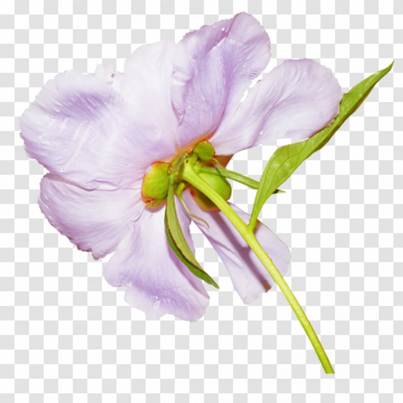 Flower Peony Clip Art - Lilac Transparent PNG