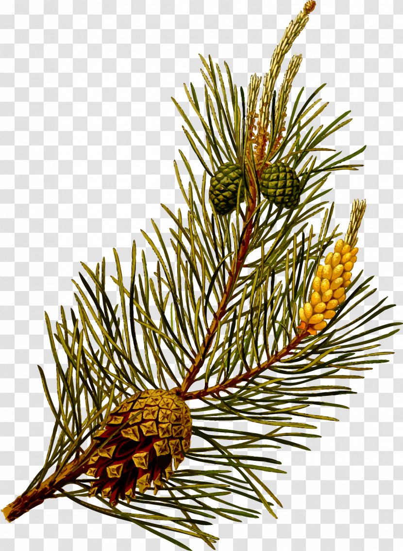 Scots Pine Pinus Contorta Botany Botanical Illustration Evergreen - Cedar Transparent PNG